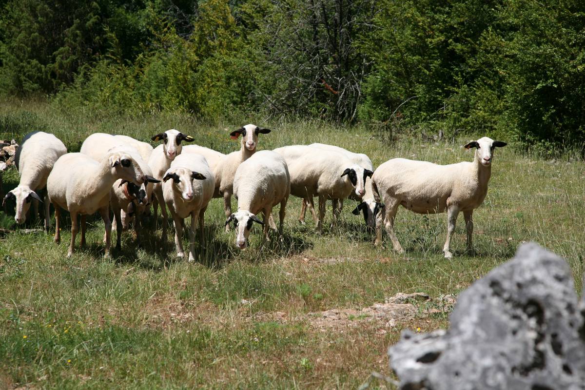 moutons-a-lunettes-lot-tourisme-j-morel-001