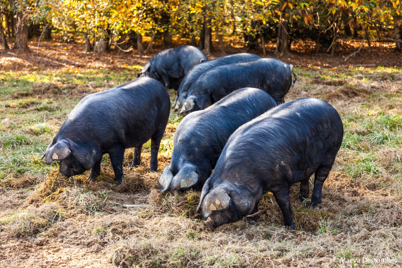 porc-noir-bigorre